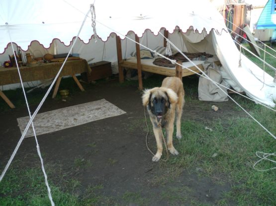 dog under a round end marquee roof