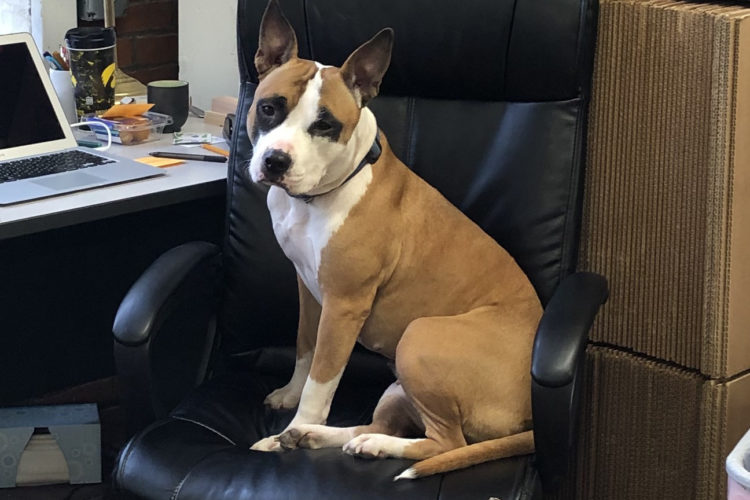 dog on office chair