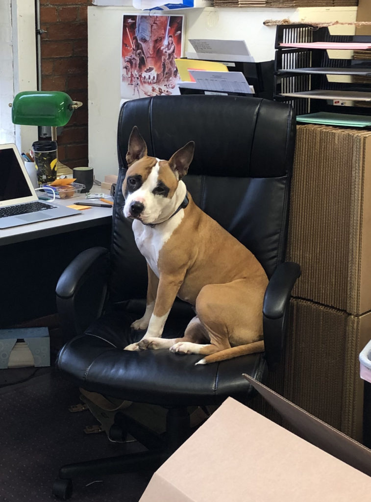 dog on office chair
