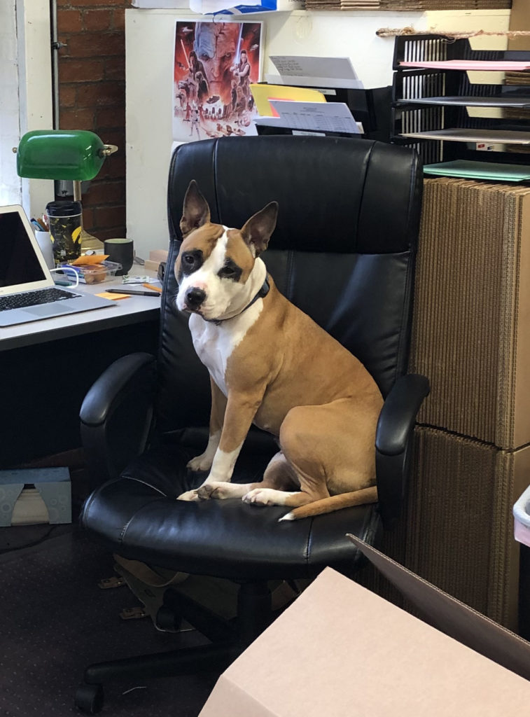 Meet the Tentsmiths Crew – Brynhildr dog on office chair
