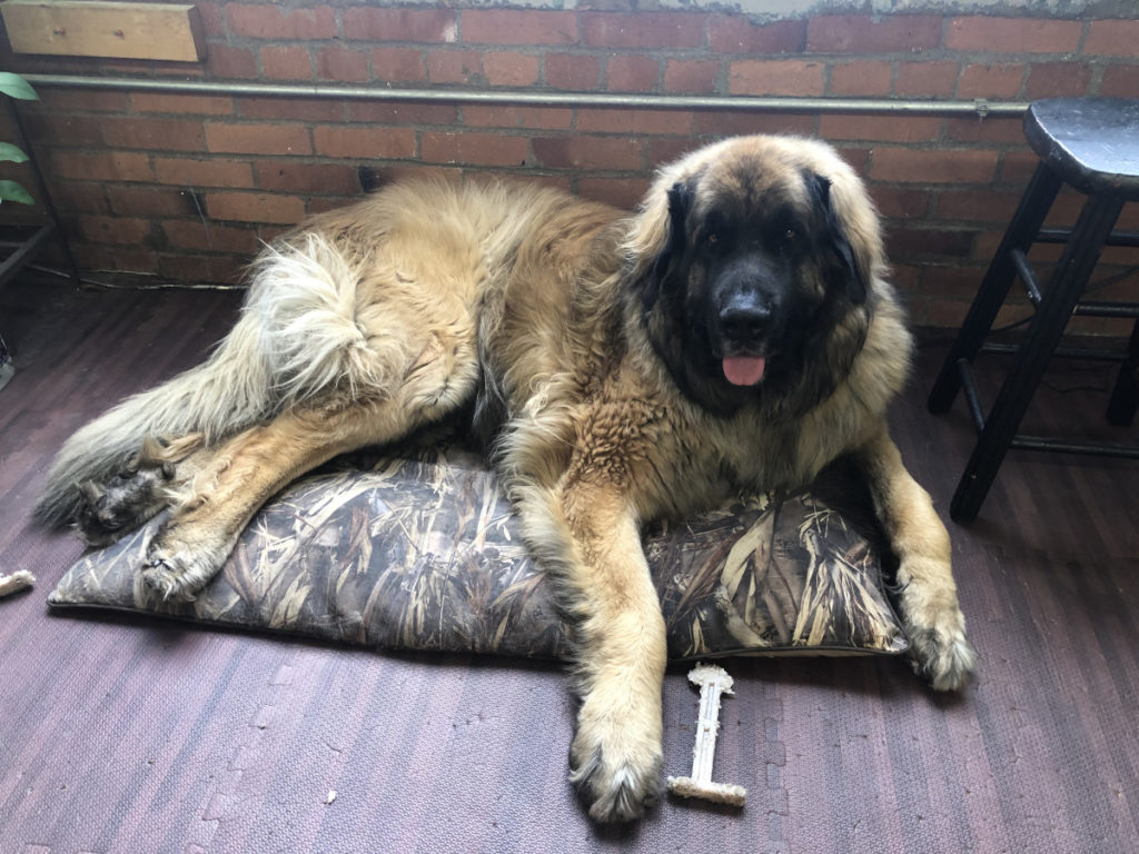 Large dog on small dog bed