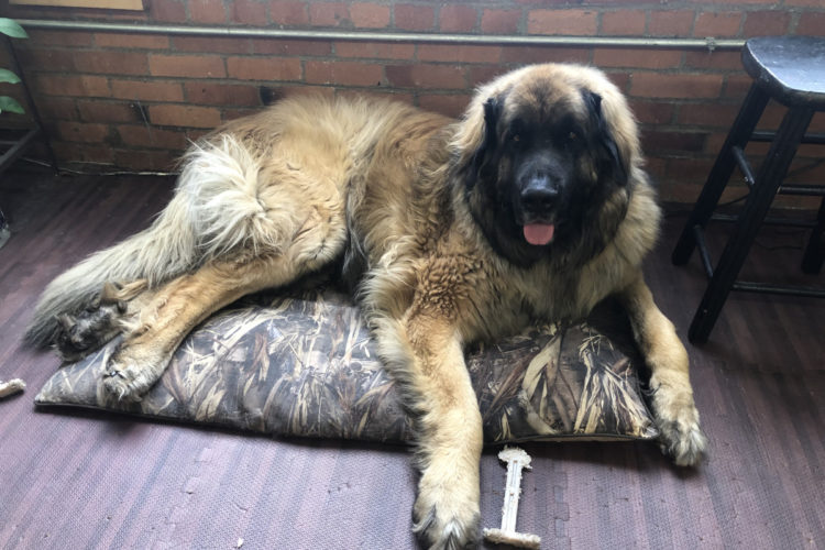 Large dog on small dog bed